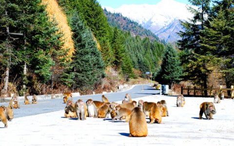 315大回馈，达古冰川请你免费喝咖啡，请你雪山之巅滑雪！超心动