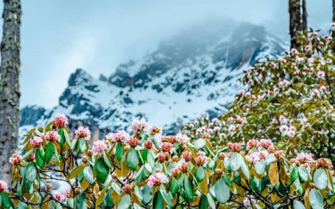 三天免门票！523半脊峰冰雪登山大会暨羊角花节即将开启