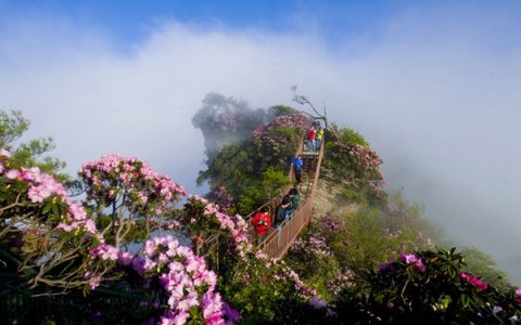 光雾山十景之云岭花海